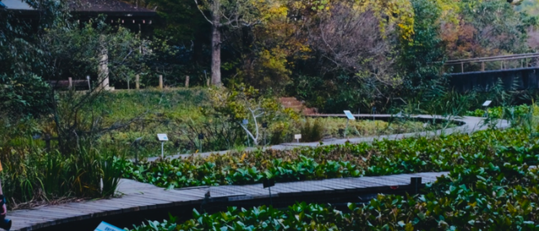 国立科学博物馆筑波実験植物園